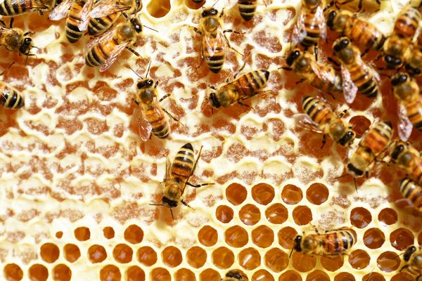 Los 10 beneficios y propiedades que tiene la miel pura de abeja