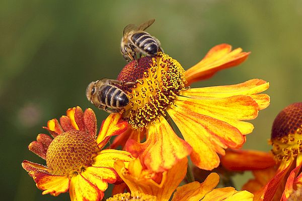 10 cifras por las que las abejas son importantes para el Mundo