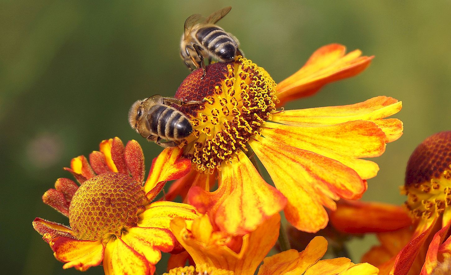 10 cifras por las que las abejas son importantes para el Mundo